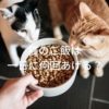 猫のご飯は一日何回？
