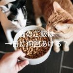 猫のご飯は一日何回？