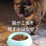 猫がご飯を残すのはなぜ？