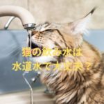 猫の飲み水は水道水で大丈夫？