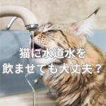 猫に水道水を飲ませても大丈夫？