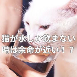 猫が水しか飲まない時は余命が近い！？