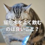 猫が水をよく飲む