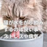 猫が水をがぶ飲みするのは良い事？