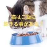 猫はご飯に飽きる事がある？