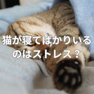 猫が寝てばかりいるのはストレス？