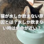 猫が水しか飲まない原因とは？水しか飲まない時は余命が近い？