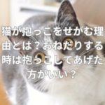 猫が抱っこをせがむ理由とは？おねだりする時は抱っこしてあげた方がいい？