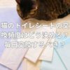猫のトイレシートの交換頻度はどう決める？毎日交換するべき？