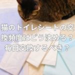 猫のトイレシートの交換頻度はどう決める？毎日交換するべき？