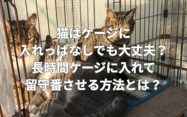 猫はケージに入れっぱなしでも大丈夫？長時間ケージに入れて留守番させる方法とは？