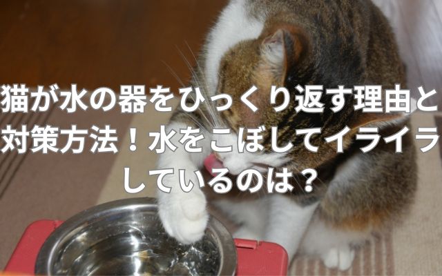 猫が水の器をひっくり返す理由と対策方法！水をこぼしてイライラしているのは？