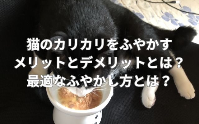 猫のカリカリをふやかすメリットとデメリットとは？最適なふやかし方とは？