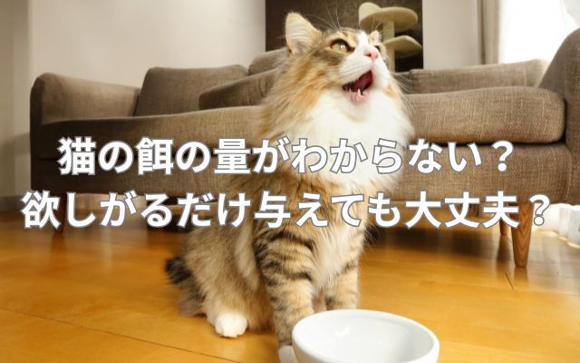 猫の餌の量がわからない？欲しがるだけ与えても大丈夫？