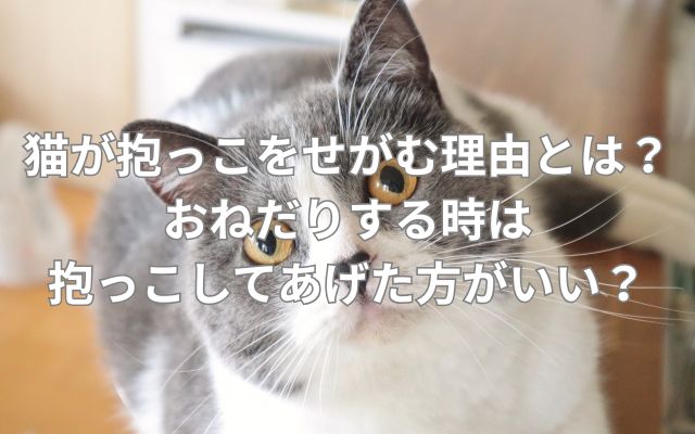 猫が抱っこをせがむ理由とは？おねだりする時は抱っこしてあげた方がいい？