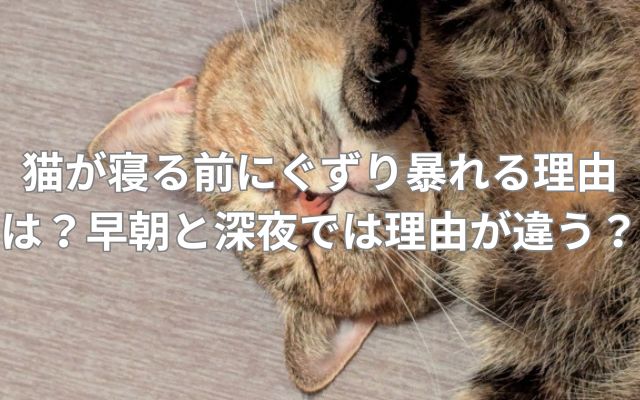 猫が寝る前にぐずり暴れる理由は？早朝と深夜では理由が違う？