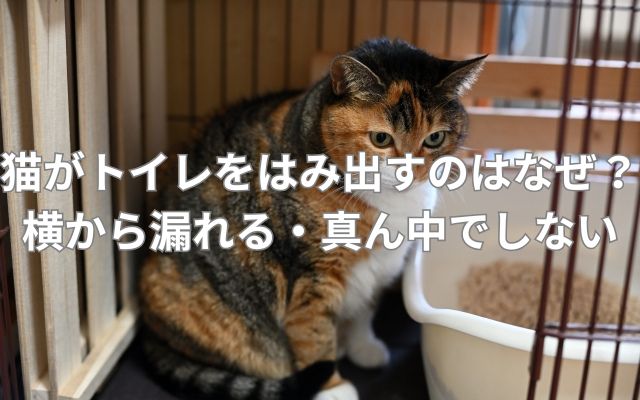 猫がトイレをはみ出すのはなぜ？横から漏れる・真ん中でしない