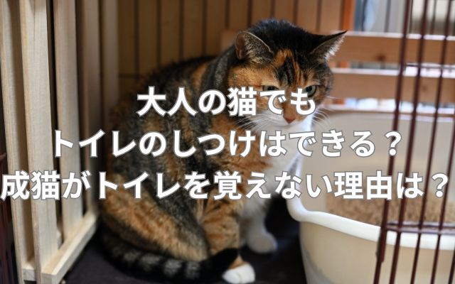 大人の猫でもトイレのしつけはできる？成猫がトイレを覚えない理由とは？
