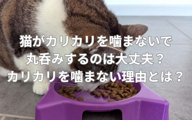 猫がカリカリを噛まないで丸呑みするのは大丈夫？カリカリを噛まない理由とは？
