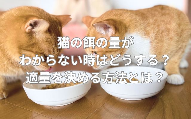 猫の餌の量がわからない時はどうする？適量を決める方法とは？