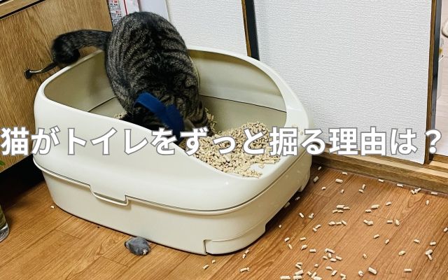 猫がトイレをずっと掘る理由は？