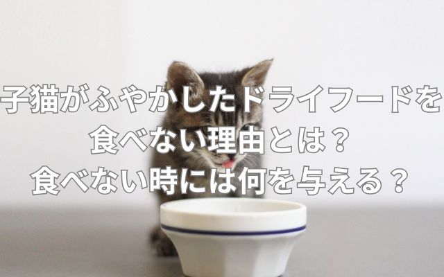 子猫がふやかしたドライフードを食べない理由とは？食べない時には何を与える？