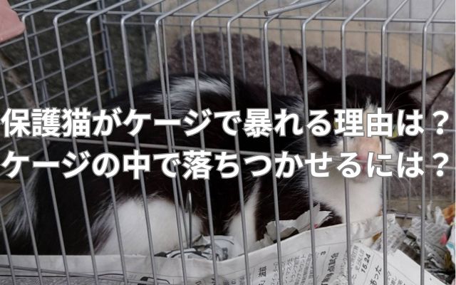 保護猫がケージで暴れる理由とは？ケージの中で落ちつかせるには？