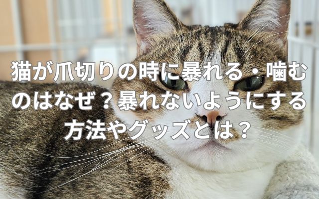 猫が爪切りの時に暴れる・噛むのはなぜ？暴れないようにする方法やグッズとは？
