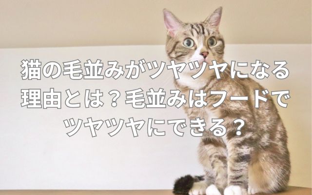 猫の毛並みがツヤツヤになる理由とは？毛並みはフードでツヤツヤにできる？