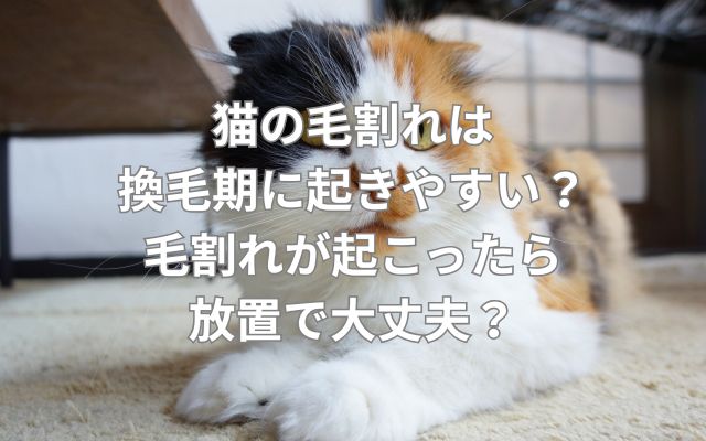 猫の毛割れは換毛期に起きやすい？毛割れが起こったら放置で大丈夫？