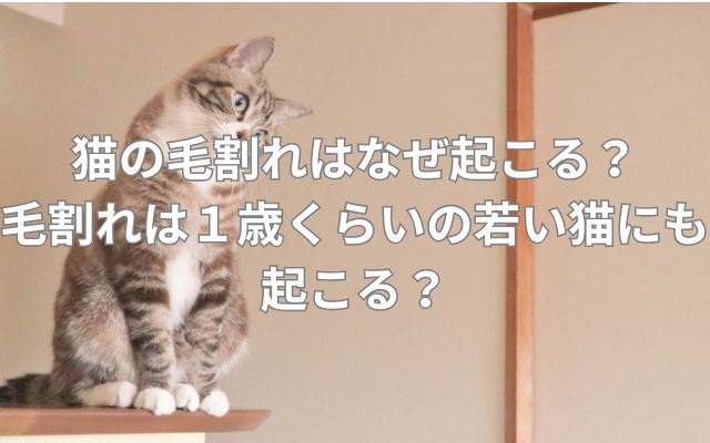 猫の毛割れはなぜ起こる？毛割れは１歳くらいの若い猫にも起こる？