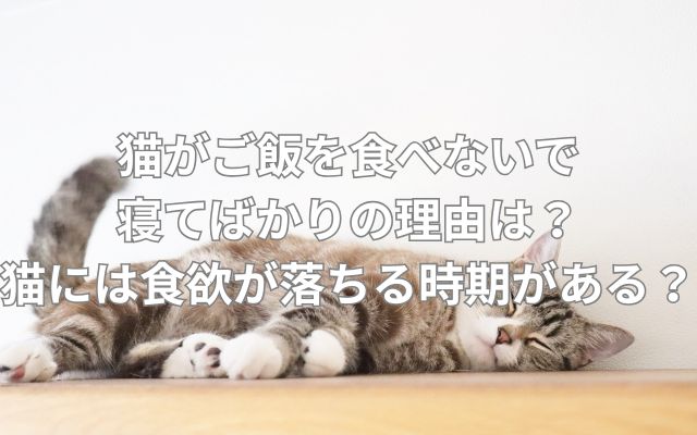 猫がご飯を食べないで寝てばかりの理由は？猫には食欲が落ちる時期がある？