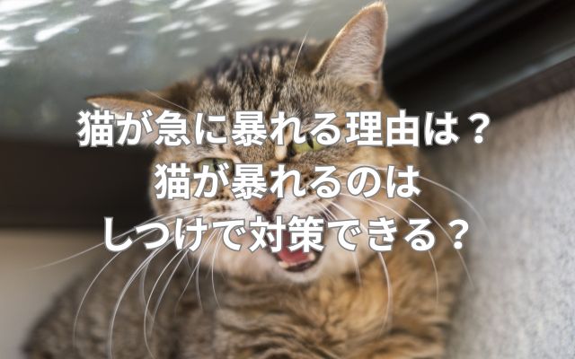 猫が急に暴れる理由は？猫が暴れるのはしつけで対策できる？