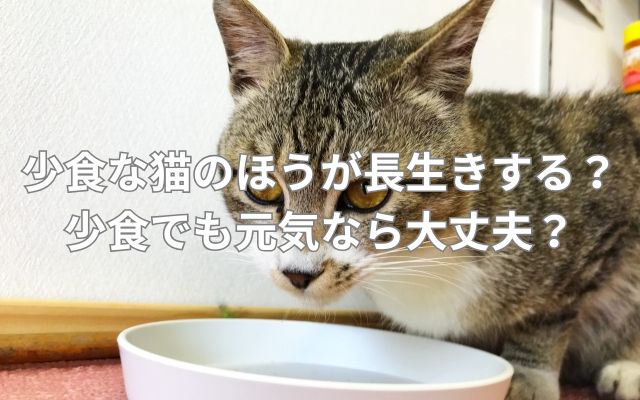 少食な猫のほうが長生きする？少食でも元気なら大丈夫？