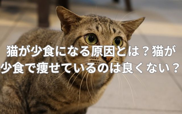 猫が少食になる原因とは？猫が少食で痩せているのは良くない？