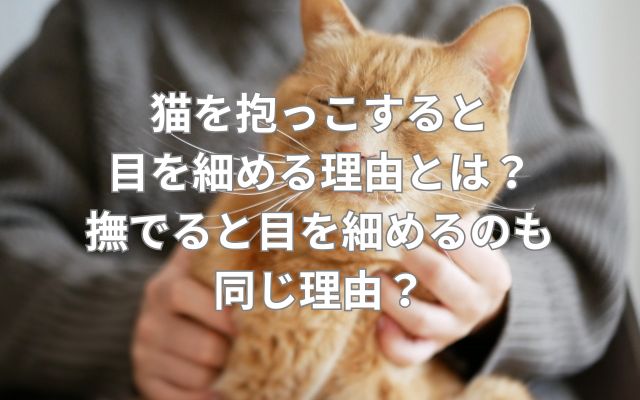 猫を抱っこすると目を細める理由とは？撫でると目を細めるのも同じ理由？