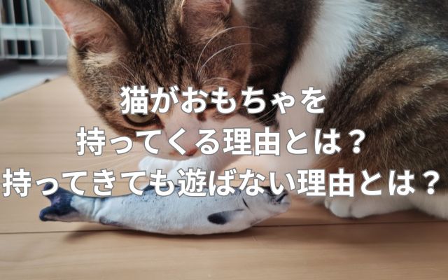 猫がおもちゃを持ってくる理由とは？持ってきても遊ばない理由とは？