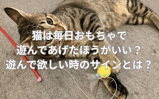 猫は毎日おもちゃで遊んであげたほうがいい？遊んで欲しい時のサインとは？