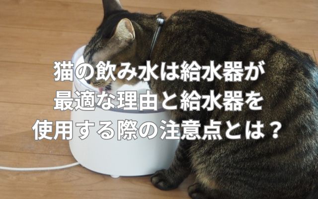 猫の飲み水は給水器が最適な理由と給水器を使用する際の注意点とは？