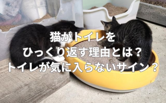 猫がトイレをひっくり返す理由とは？トイレが気に入らないサイン？