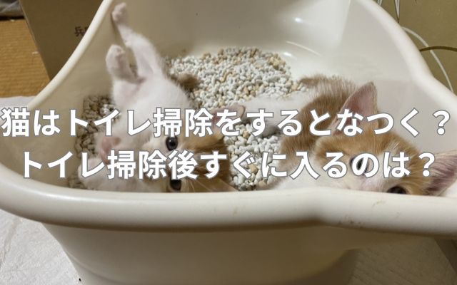 猫はトイレ掃除をするとなつく？トイレ掃除後すぐに入るのは？