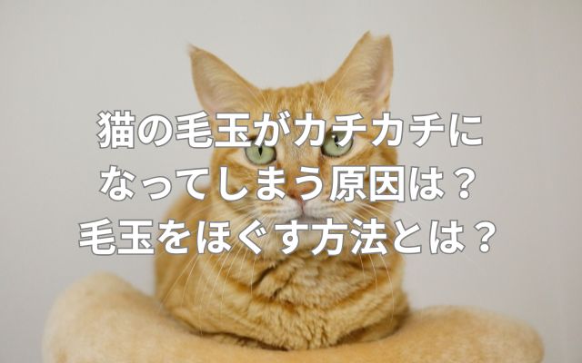 猫の毛玉がカチカチになってしまう原因は？毛玉をほぐす方法とは？