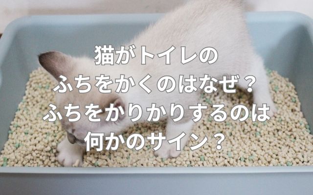 猫がトイレのふちをかくのはなぜ？ふちをかりかりするのは何かのサイン？