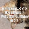 猫が寝る前にぐずり暴れる理由は？早朝と深夜では理由が違う？