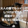 大人の猫でもトイレのしつけはできる？成猫がトイレを覚えない理由とは？