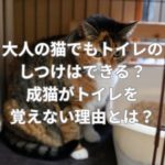 大人の猫でもトイレのしつけはできる？成猫がトイレを覚えない理由とは？