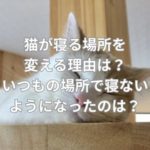 猫が寝る場所を変える理由は？いつもの場所で寝ないようになったのは？