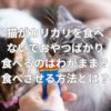 猫がカリカリを食べないでおやつばかり食べるのはわがまま？食べさせる方法とは？
