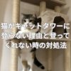 猫がキャットタワーに登らない理由と登ってくれない時の対処法