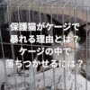 保護猫がケージで暴れる理由とは？ケージの中で落ちつかせるには？